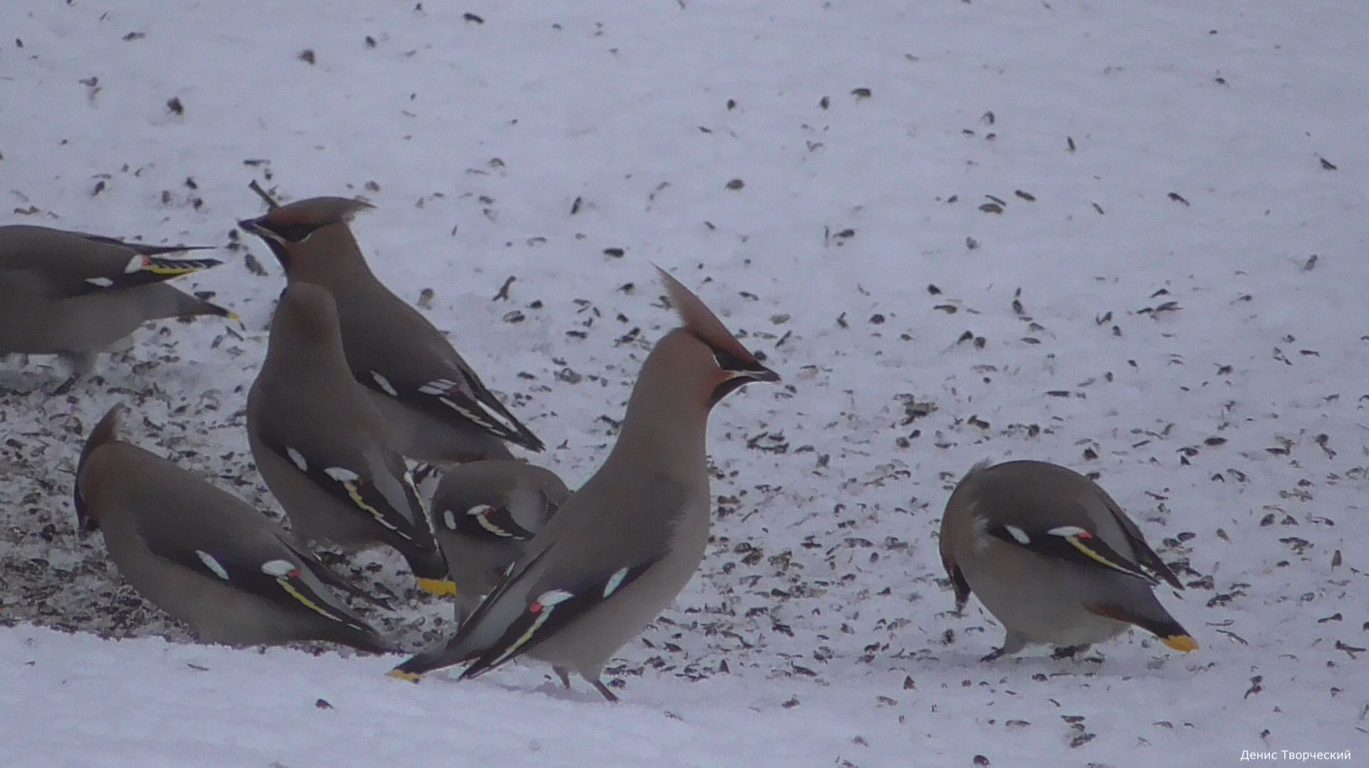 Свиристели налетели как саранча. смотреть онлайн