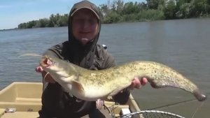 ОНИ ТАЩАТ В КОРЯГИ! В ЭТОЙ ЯМЕ ТОННЫ РЫБЫ! Рыбалка в Астрахани 2025