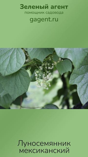 Луносемянник мексиканский — Зеленый Агент