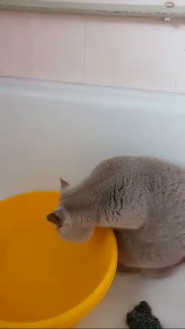 Как пьют мои котики) смотреть онлайн