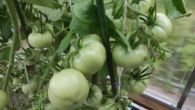 42-ДАЧА.пробуем свои помидоры😍2 часть(19.07.-25.07.21.) смотреть онлайн