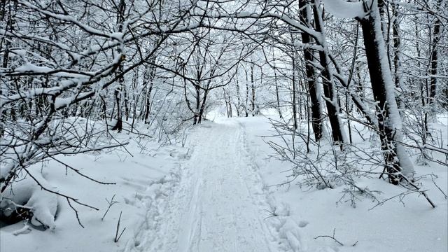 Кабы не было зимы... Саратовский лес. смотреть онлайн