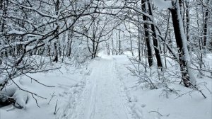 Кабы не было зимы... Саратовский лес.