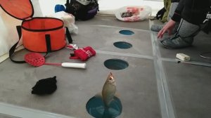 Ловля леща зимой на сырок ДРУЖБА! Рыбалка на ЛЕЩА!