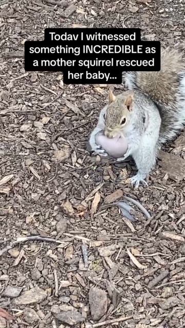 VID_20260111_133903_703.mp4