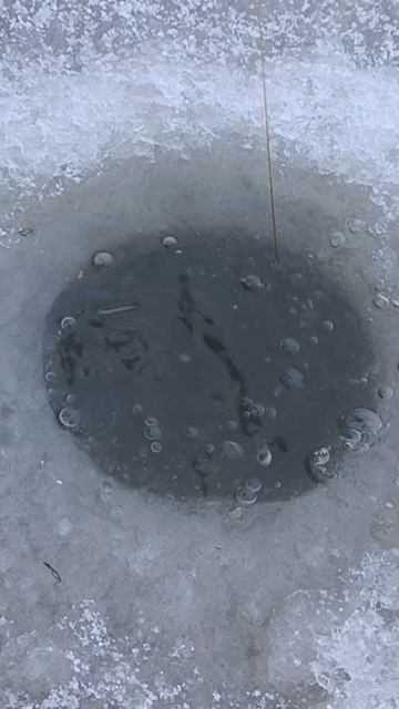 щука на жерлицу