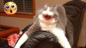 Приколы с котами с озвучкой. Самые смешные животные Смешно до слез