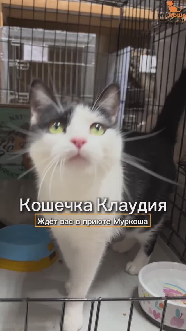 Клаудия ждёт вас в приюте #Муркоша смотреть онлайн