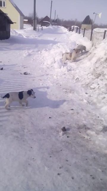 Собаки. Часть 8