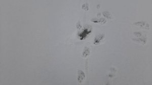 Кто - то бегал и радовался жизни!  11.01.26