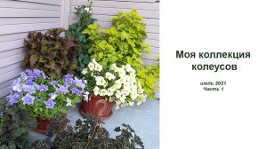 Колеусы - небольшая прогулка по саду. Июль 2021.