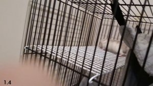 что у меня 3 крысы? А хотела 2 .Что скажет мама?
все расскажу в видео