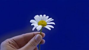 Гадание на ромашке_encoded_encoded