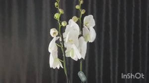 Орхидея в подарок 🎁