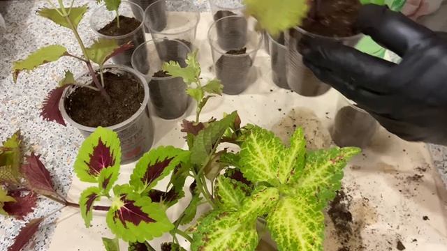 Колеусы посадка в январе.