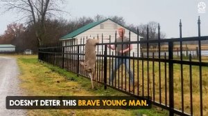 Человек спасает оленя.