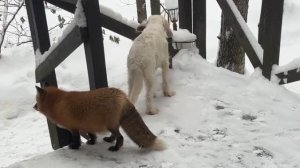 Лиса-Алиса. Лиса терпеливо ждет, когда Белый поделится едой