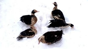 Индоутки в зимнее время