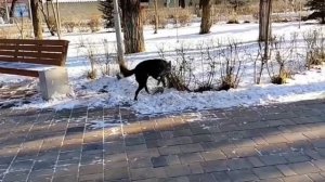 👉Вот кого встретил утром 1 января и задумался🤔