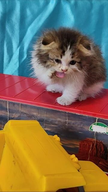 Котенок чуть не упал с крыши грузовика. смотреть онлайн