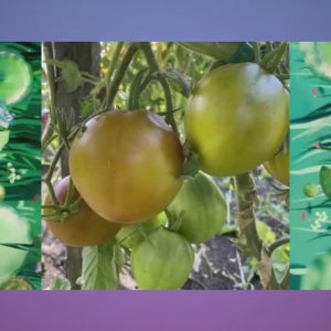 Томаты Польской селекции.  Новинки 2025 года. Часть 1