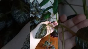 Домашние цветочки 🌺 #лайфхак по #эписции
По привычке сняла на длинный экран 🫢