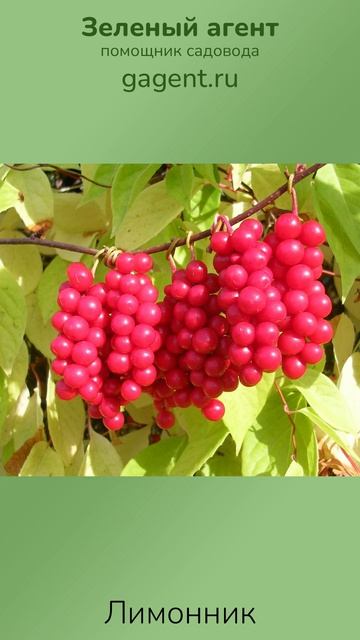 Лимонник — Зеленый Агент