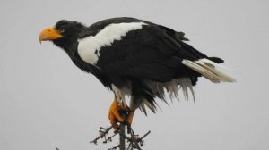 Белоплечий орлан. Kamchatka.