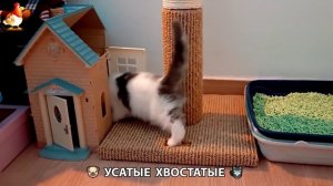 Котята и щенята 🐈🐶 Кошки и собаки 🤗 Милое видео про животных (47)