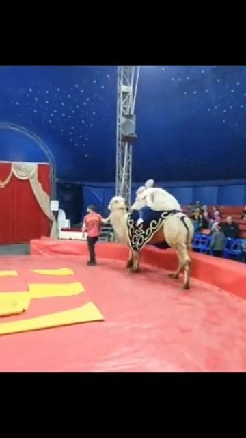 Ника катается на верблюде смотреть онлайн