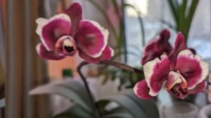 11-01-2026.пересадка Орхидеи Гаваи в свежую кору.