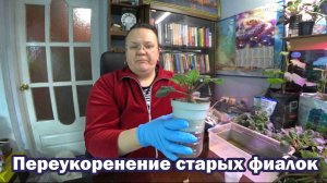 Способы продления жизни фиалкам