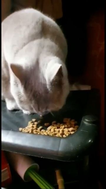 Мои коты едят. Бакс набивает щёки, а Котя морщит нос смотреть онлайн