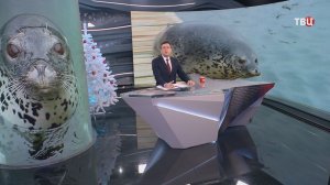 В Приморье открыли музыкальную школу для тюленей