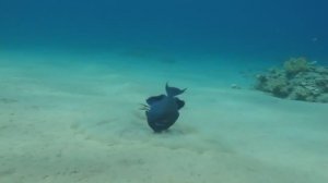 Египет декабрь 2025 #3