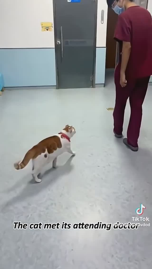 Коты в клиннике 😂 смотреть онлайн