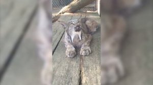 Resident Evil but it sounds like animals👻 [4K]