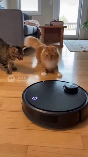 Котыробот пылесос