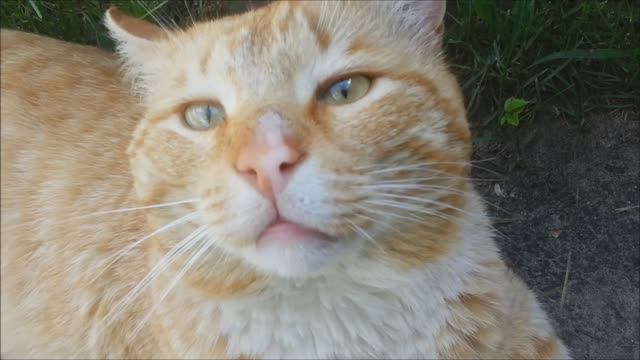 Котофей смотреть онлайн