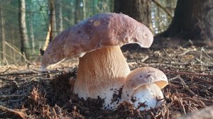 ОТКОПЫШ ПО КЛИЧКЕ ЗЮЗЯ ! ФАНТАСТИЧЕСКИЕ БЕЛЫЕ ГРИБЫ В СКАЗОЧНОМ ЛЕСУ !