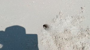 Крабы, крабы, крабы, Остров Донфану, Мальдивы, январь 2026 (Crabs, Dhonfanu, Maldives, January 2026