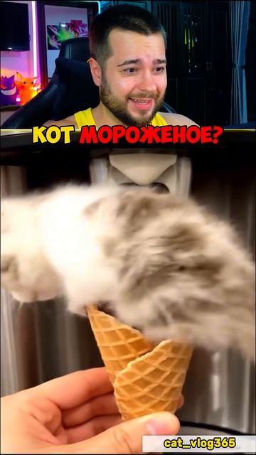 КОТ МОРОЖЕНОЕ? #shorts смотреть онлайн