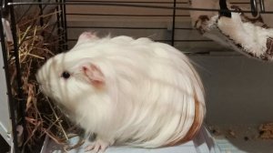 Смотреть Морская свинка на RUTUBE: подборки видео - онлайн бесплатно