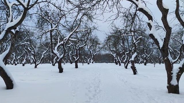 Зимний сад. Яблони в снегу. Пушистая зима. Январь 2026 смотреть онлайн