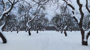 Зимний сад. Яблони в снегу. Пушистая зима. Январь 2026