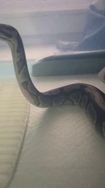 Норман на измене... 10 января 2026 г. смотреть онлайн