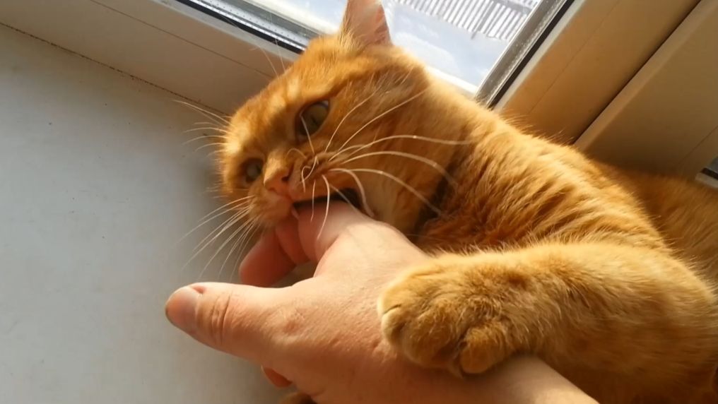 Зимние приключения кота Толстопуза смотреть онлайн