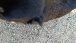 Бездомыши мои