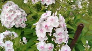 Флокс пересорт не 'Щёголь-Щегол'