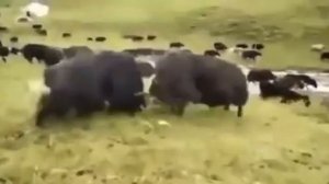 Бой быков. Невероятный амплитудный бросок!!!